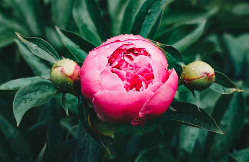Quand et comment planter des graines de pivoines ? L’astuce de pro pour avoir une floraison spectaculaire