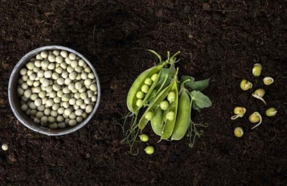 Semis de petits pois : quand et comment les planter avec la lune pour