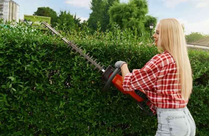 Adaptez la taille selon les variétés de lauriers Kallou
