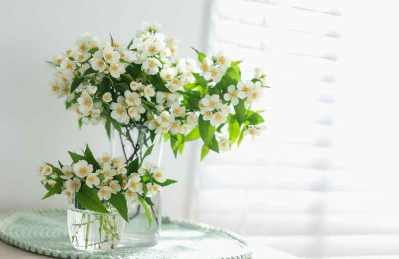 Comment intégrer les plantes dans la décoration de la chambre ?-Kallou