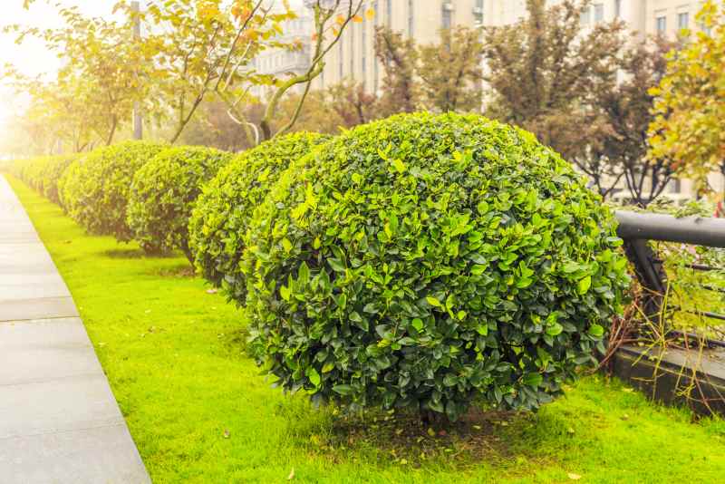Comment tailler une haie de lauriers étape par étape ? Kallou