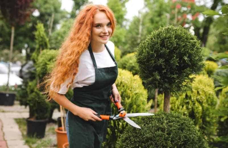 La meilleure période pour tailler une haie de lauriers Kallou