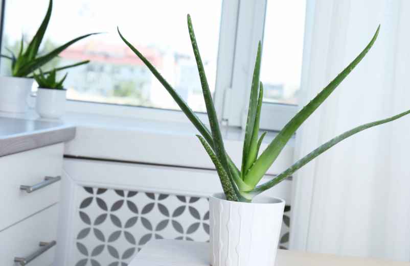 Pourquoi l’aloe vera est idéal dans une chambre ?-Kallou