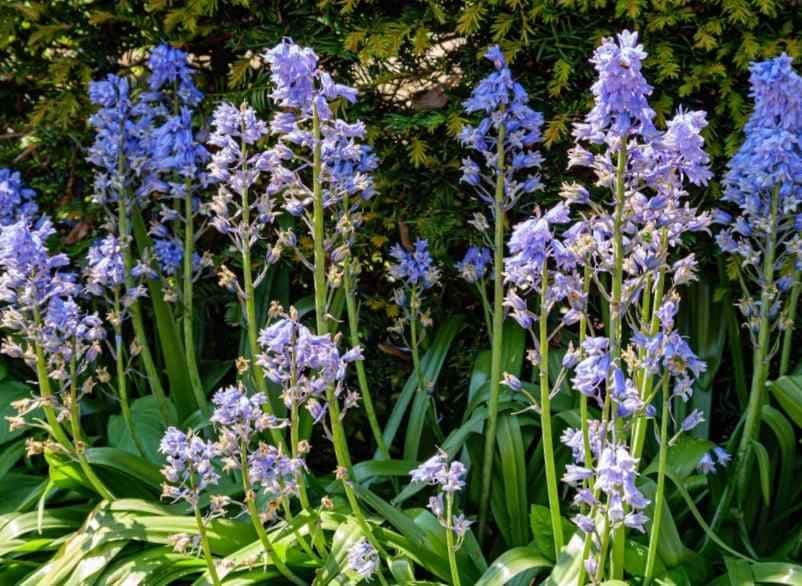 6 couvre-sols et fleurs de rocaille pour former un tapis bleu Kallou