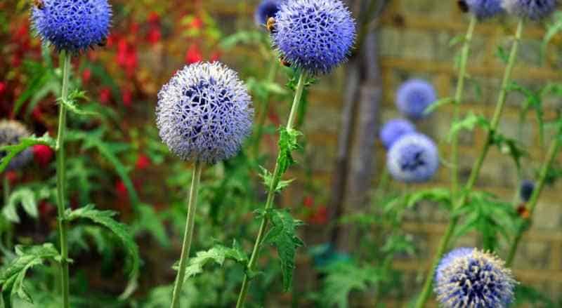 6 vivaces bleues et hautes pour créer des massifs imposants Kallou