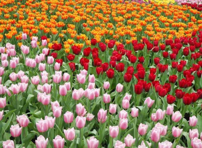 Existe-t-il des différences selon les variétés de tulipes ? Kallou