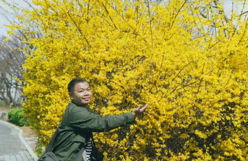 Le Forsythia Kallou