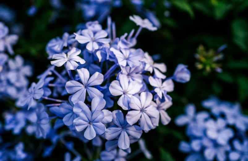 Nom des fleurs bleues vivaces : 20 variétés à planter au jardin Kallou
