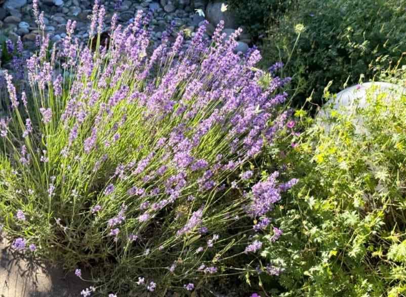 Notre sélection de 15 plantes en pot qui ne demandent aucun effort Kallou