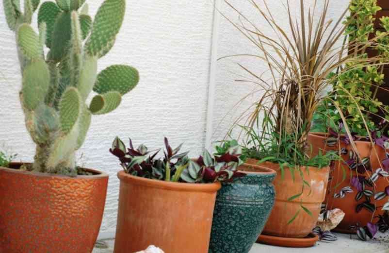 Plante d’extérieur sans entretien en pot : 15 idées faciles et résistantes Kallou