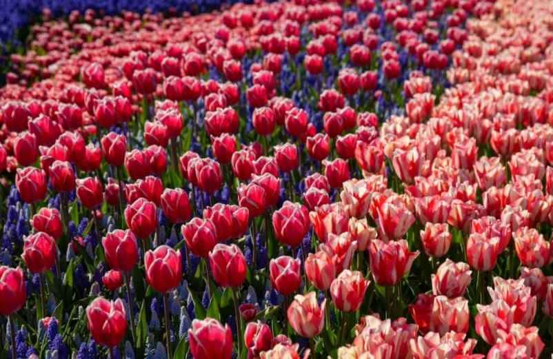 Quand planter des bulbes de tulipes pour une belle floraison ? Kallou