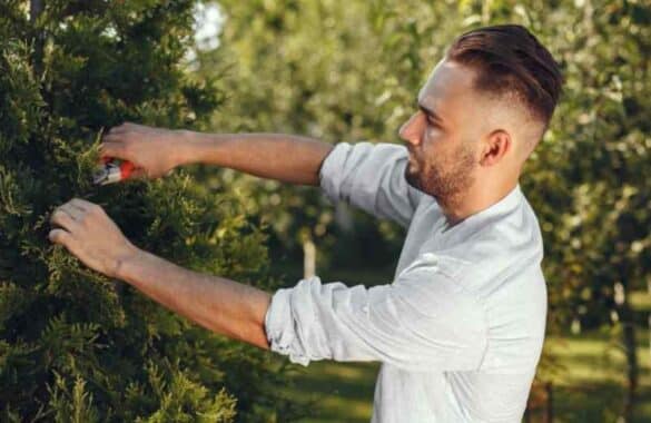 Quand tailler les arbres fruitiers à noyaux sans les fragiliser ? Kallou