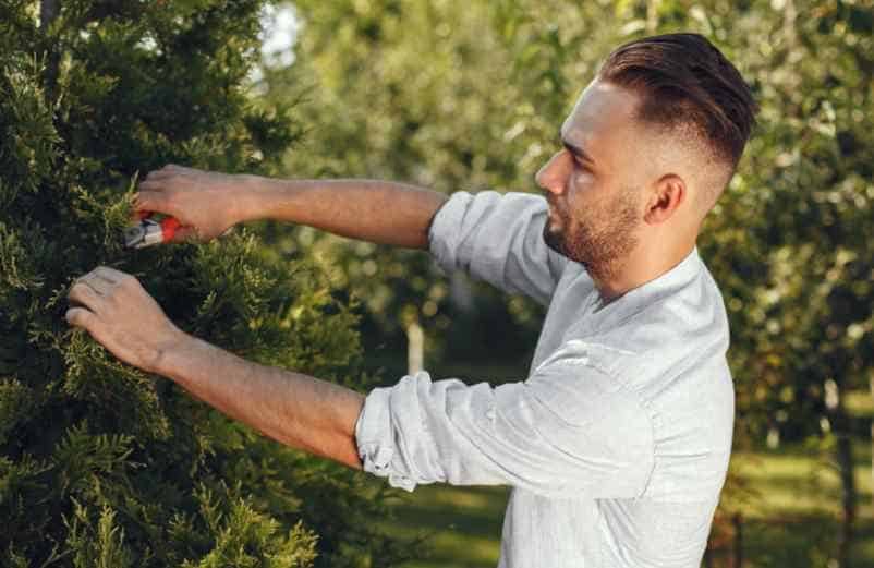Quand tailler les arbres fruitiers à noyaux sans les fragiliser ? Kallou