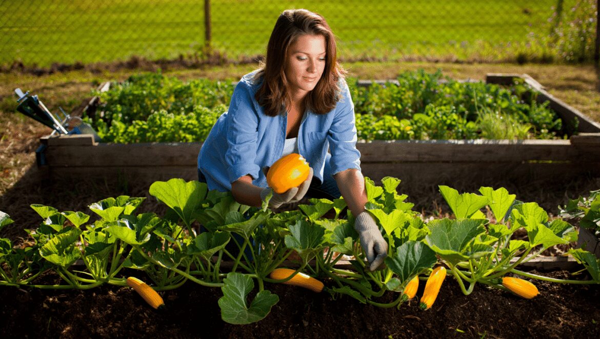Combien de plants de courges pour nourrir 5 personnes sans être débordé par les récoltes ?