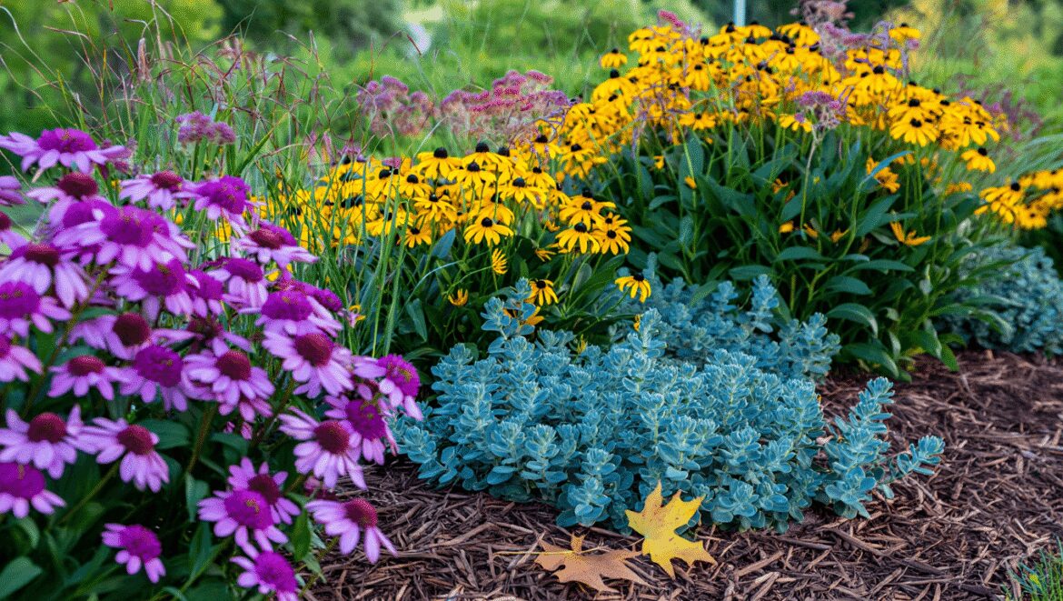 Créer un massif de vivaces presque sans entretien : les principes essentiels pour un jardin durable et esthétique toute l'année