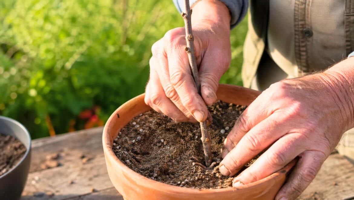 Ce geste simple sur le figuier au printemps change la qualité des boutures dès la reprise
