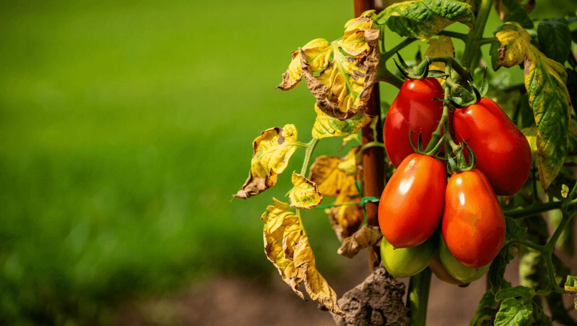 Feuilles de tomate qui blanchissent : les causes les plus fréquentes et les bons gestes pour aider vos plants