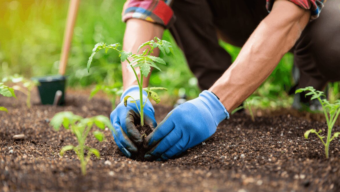 Pour récolter 3 fois plus, ce geste au moment de planter change vraiment la reprise des tomates