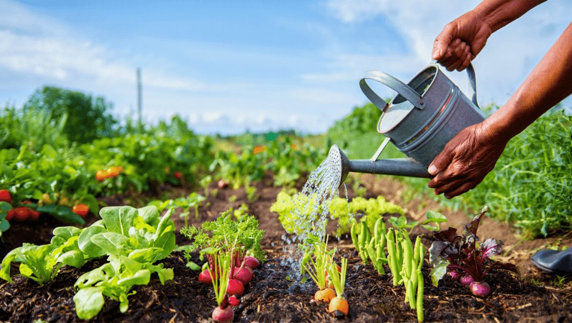 5 légumes faciles à semer pour profiter de récoltes rapides dès le début de l'été, sans attendre juillet