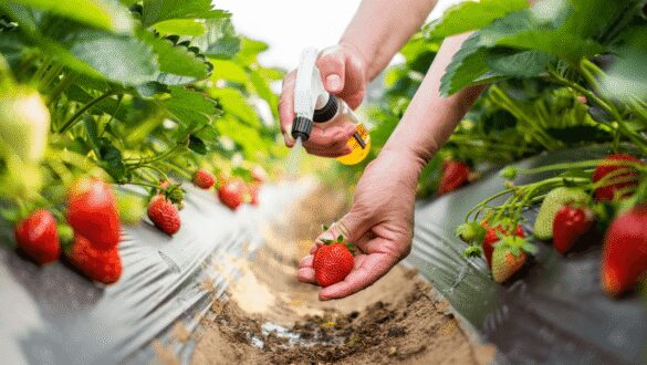 Pour récolter plus de fraises cet été, les jardiniers conseillent ce soin facile dès le début de culture