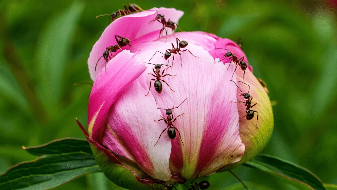 Pourquoi les fourmis sur les pivoines ne sont pas forcément un problème au jardin