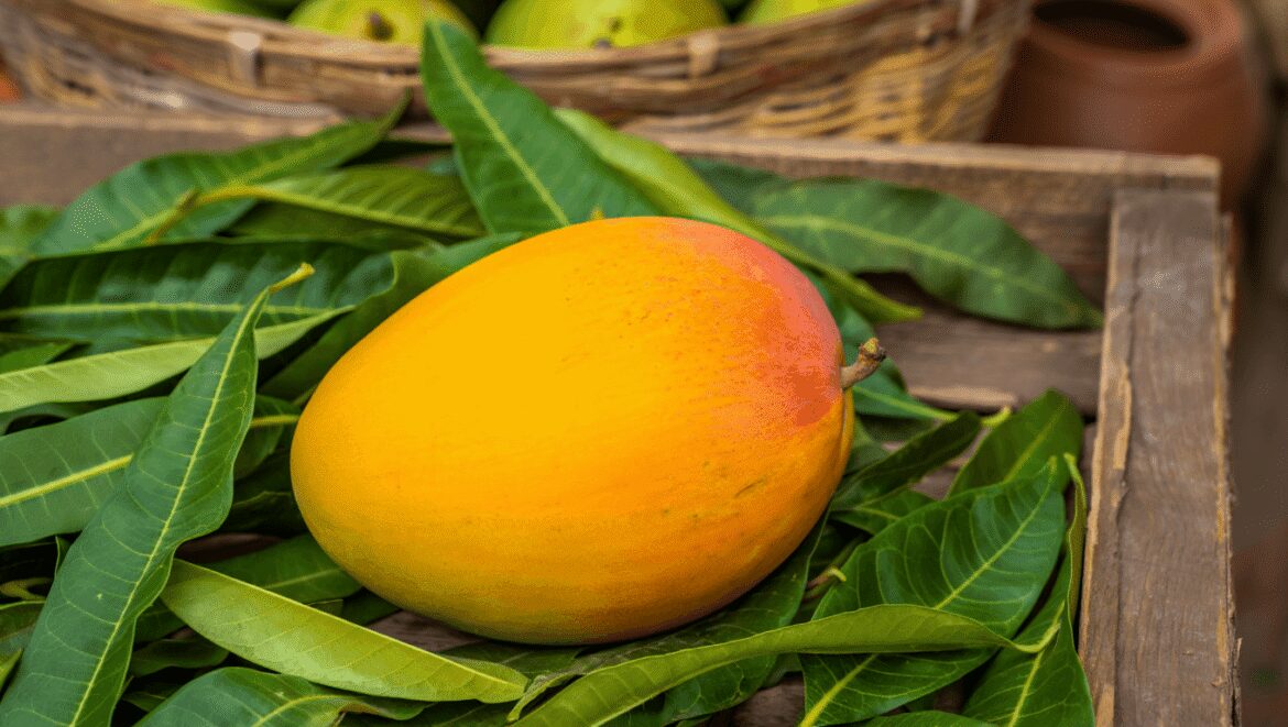 Du verger sacré de l'Inde à nos étals printaniers : la fabuleuse épopée botanique et culturelle de la mangue