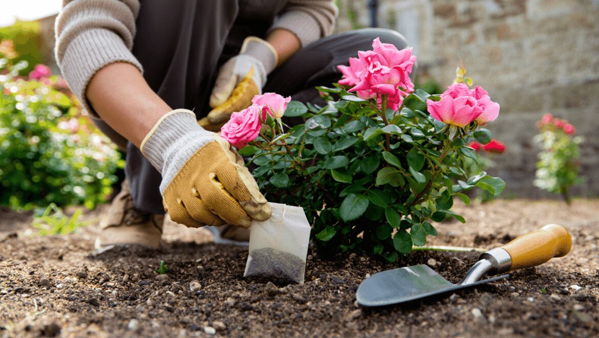 Pourquoi les jardiniers anglais enterrent du thé au pied de leurs rosiers