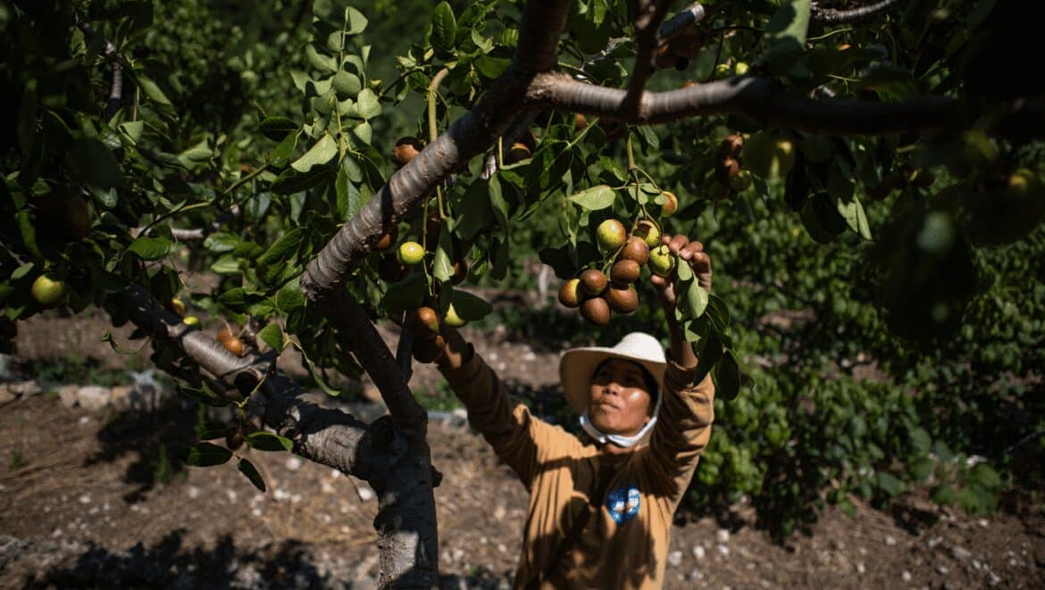Avec ses fruits doux et sa grande résistance à la chaleur, cet arbre a tout pour séduire les jardiniers économes en eau