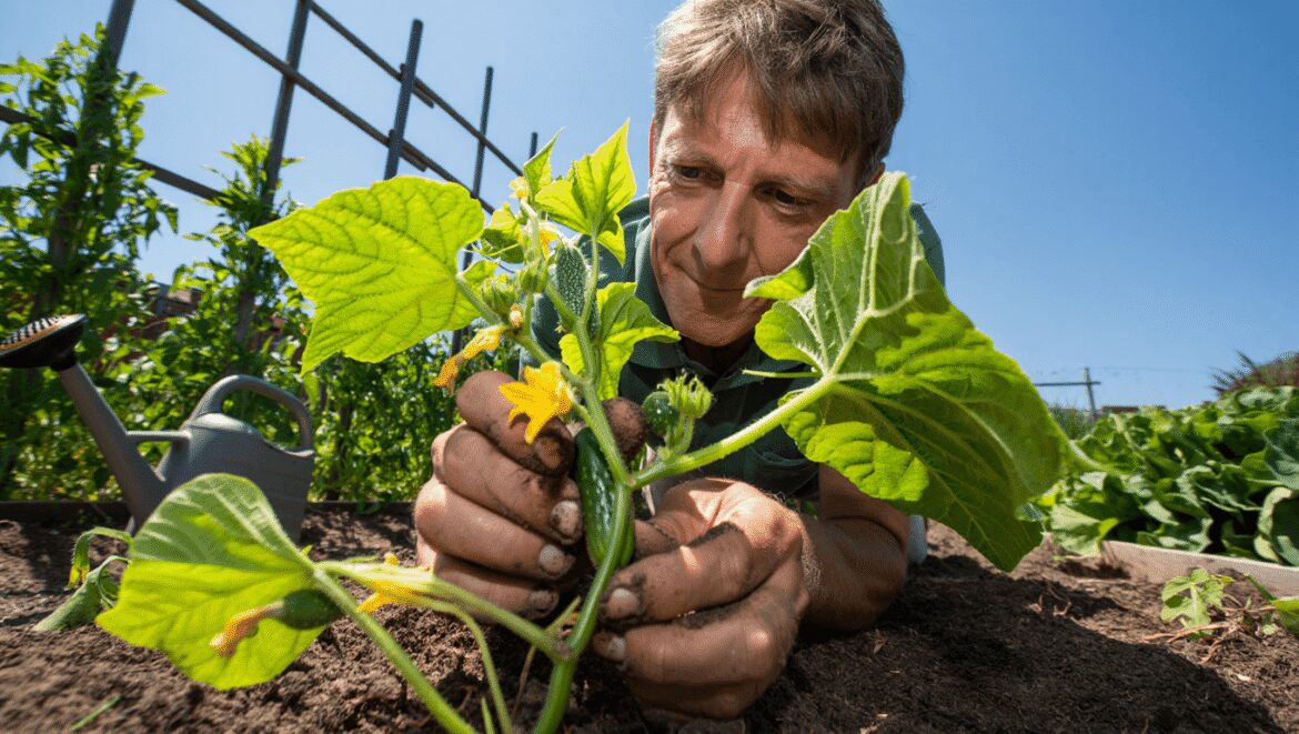 Cette technique naturelle améliore la vigueur des concombres sans engrais ni matériel coûteux au jardin