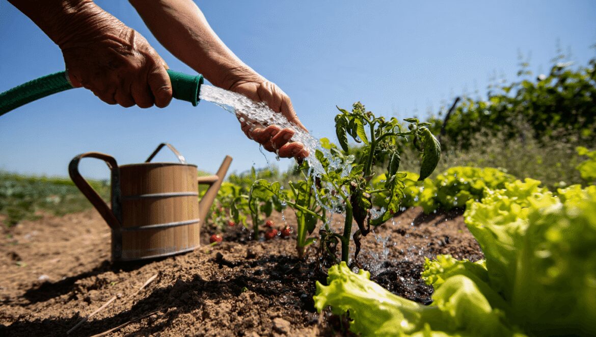 Potager sous la canicule : la technique pour éliminer enfin ces 20 % d'eau perdus bêtement à chaque arrosage au soleil