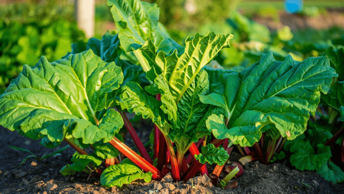 Peu de jardiniers connaissent ce repère de juillet qui évite une rhubarbe trop serrée