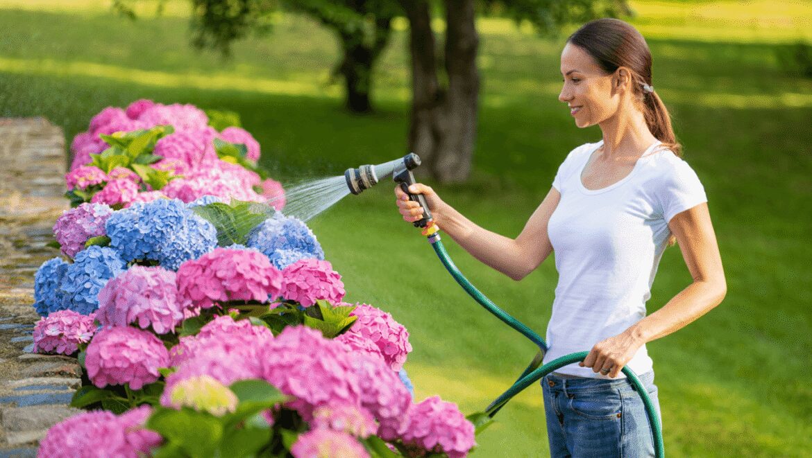 Ce geste du soir aide les hortensias à mieux traverser la chaleur et à conserver une floraison généreuse