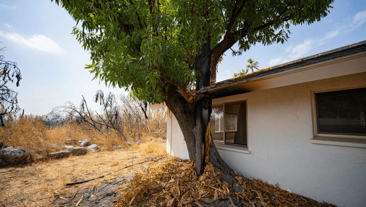 Un jardin plus sûr face aux incendies commence souvent par le bon choix d'arbres près des murs