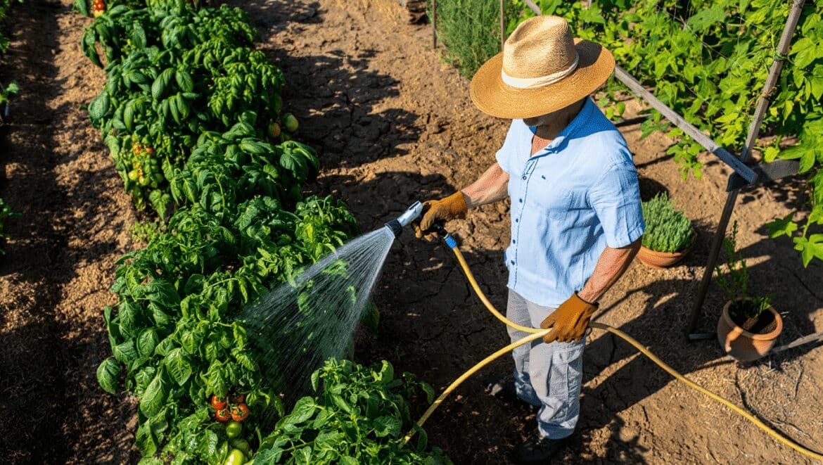 Fortes chaleurs au jardin : les gestes des professionnels qui protègent les plantes sans gaspiller l'eau