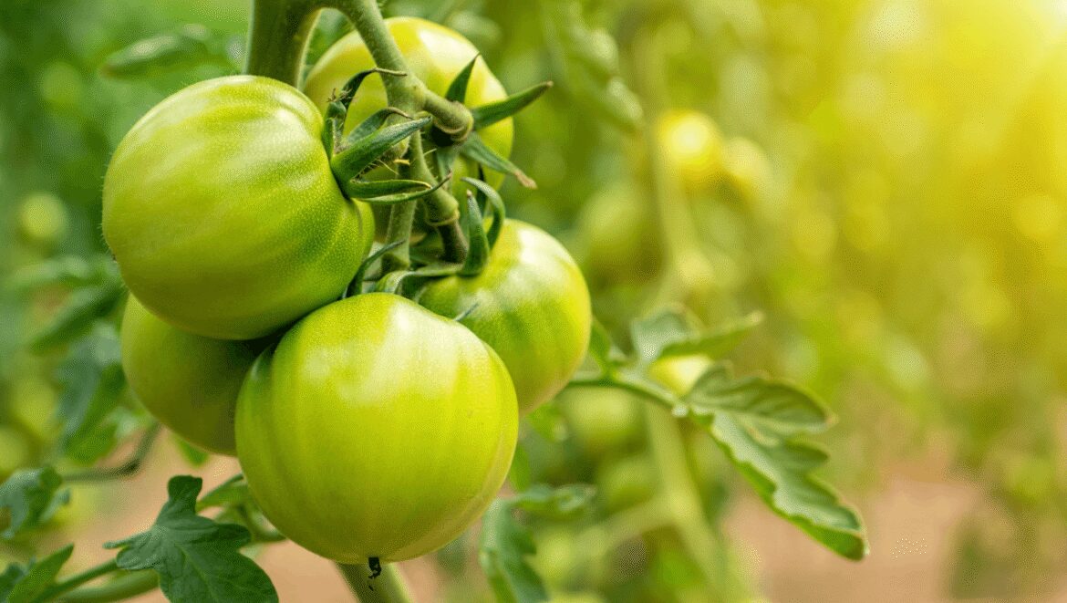 Vos tomates restent vertes malgré la canicule, la raison n'a rien à voir avec un manque d'entretien de votre part