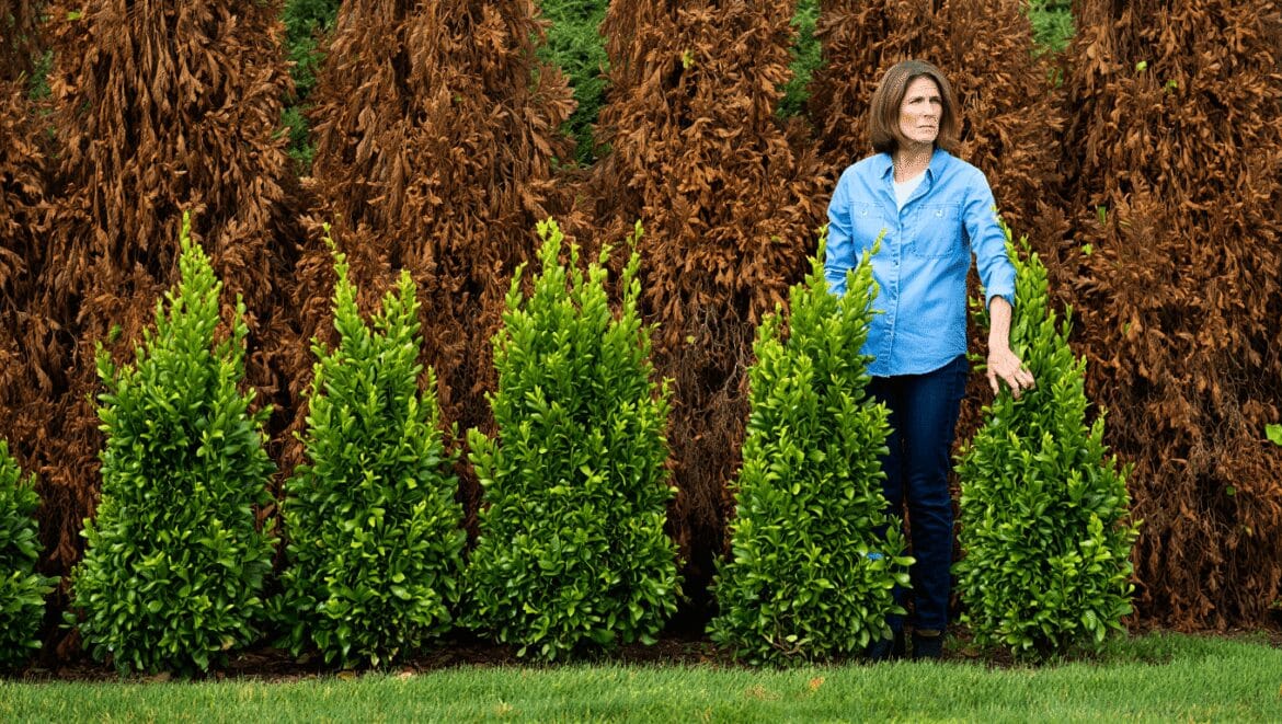 Voici l'arbre à croissance record pour remplacer vos thuyas bruns et créer un écran opaque en 1 seule saison