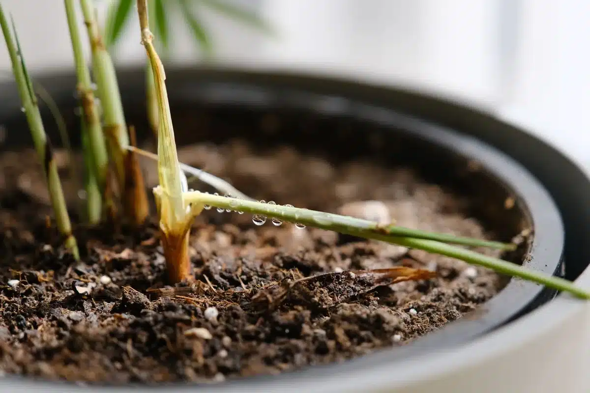 Plante montrant des signes de surhumidité et de pourriture racinaire