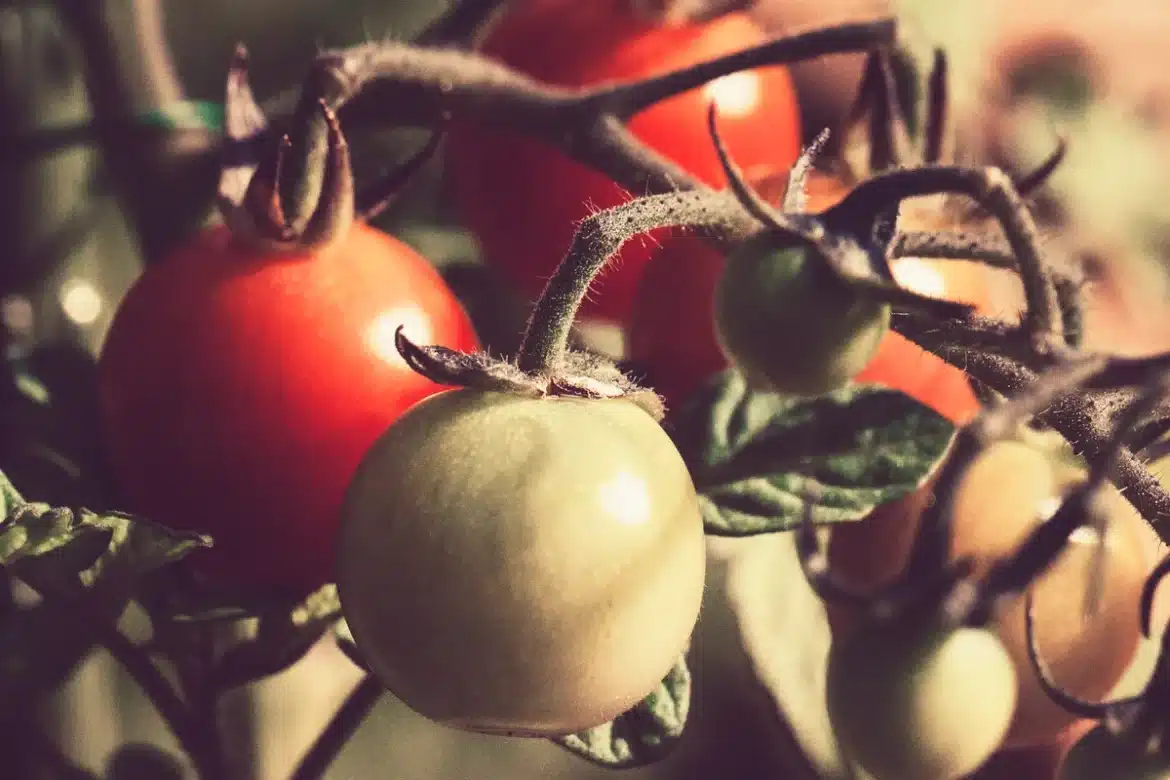 Mains d'un jardinier près de plants de tomates avec des insectes bourdonnant autour