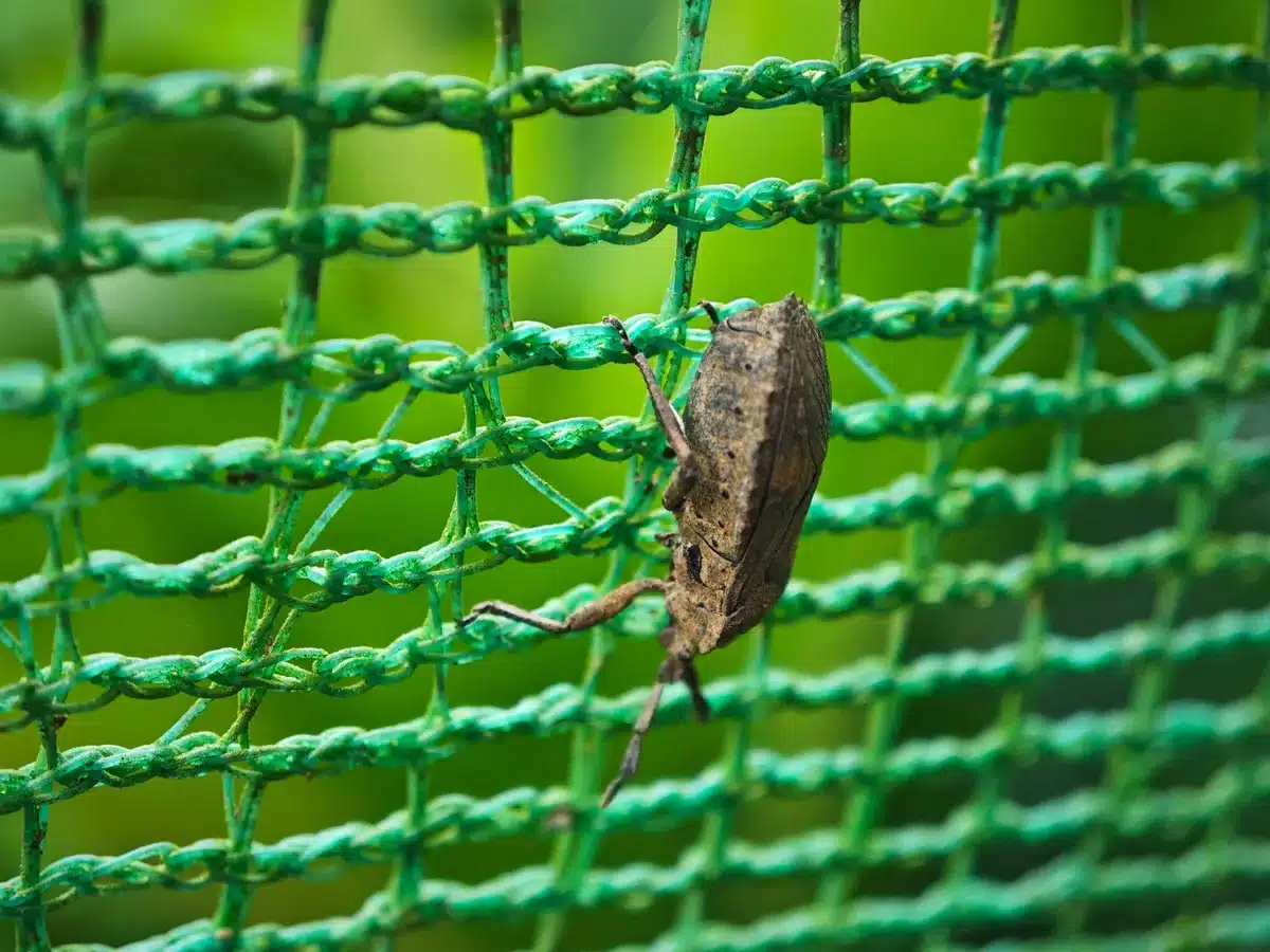 Filet anti-insectes protégeant les jeunes plants d'un potager contre les ravageurs