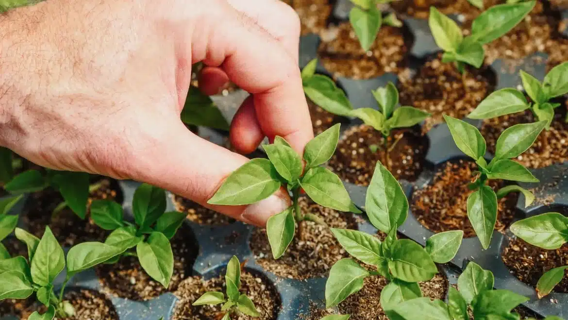 Mains semant des graines de légumes dans le sol d'un potager en fin d'été