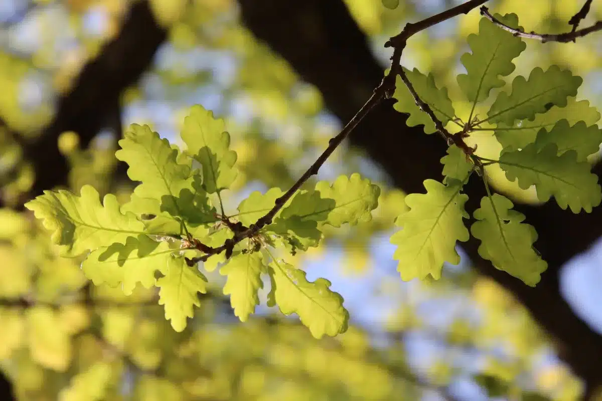 Arbres résistants à la sécheresse comme le chêne vert et l'érable de Montpellier dans un jardin