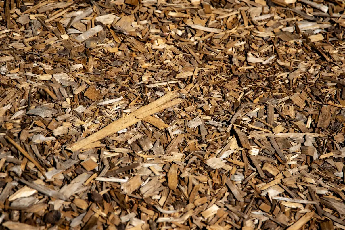 Paillage de copeaux de bois autour de plantes en massif
