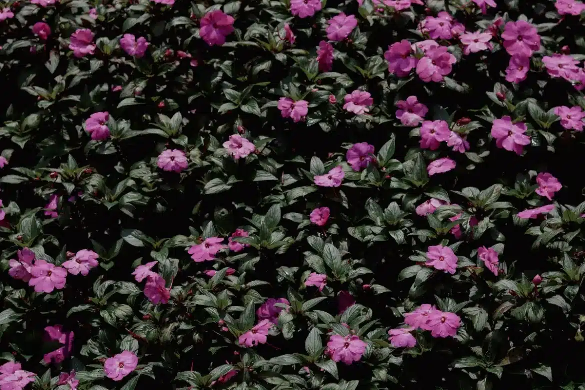 Impatiens en pot avec feuillage délicat et fleurs colorées dans un coin ombragé du jardin