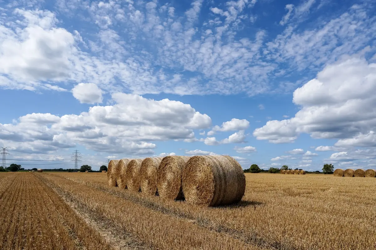 Tableau comparatif des prix et quantités de bottes de paille selon la surface du potager