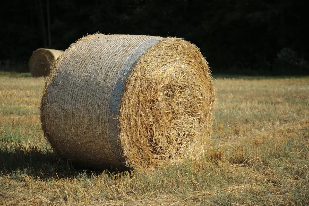Botte de paille en fermentation avec arrosage contrôlé sous le soleil d'été