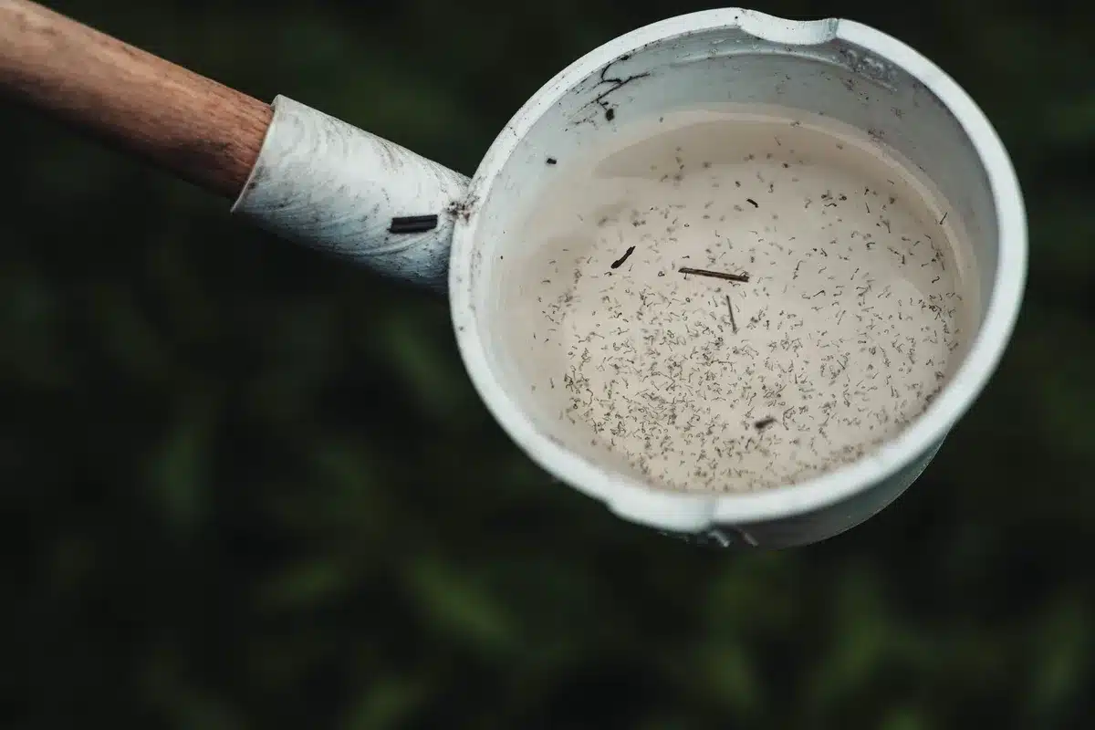 Eau stagnante accumulée dans une soucoupe attirant les moustiques tigres