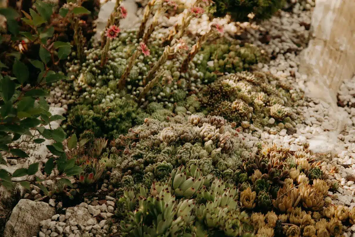 Sélection de plantes résistantes à la sécheresse : sauge, sédum et verbena dans un massif.