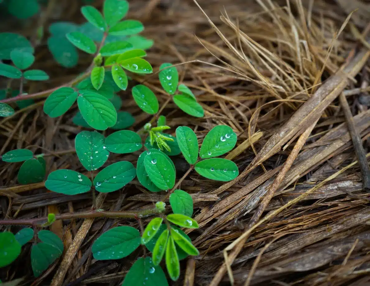 Application de paillage organique sur un massif pour réduire l'évaporation et conserver l'humidité.