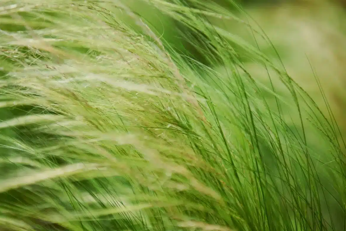Massifs de jardin avec plantes résistantes à la sécheresse et graminées ornementales en été.