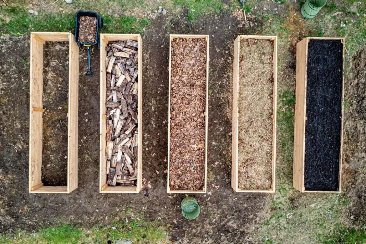 Bandes de tissu recyclé disposées autour des plants de tomates dans un potager pour le paillage